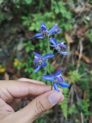Delphinium madrense