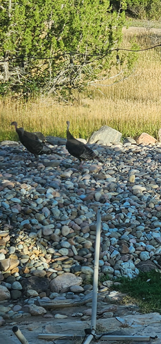 Wild Turkey observed by peterson_10