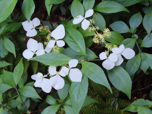 Hydrangea scandens