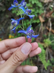 Delphinium madrense