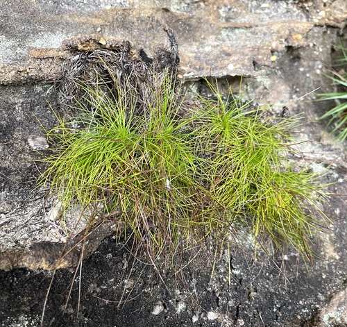 Alania cunninghamii observed 2026-05-12