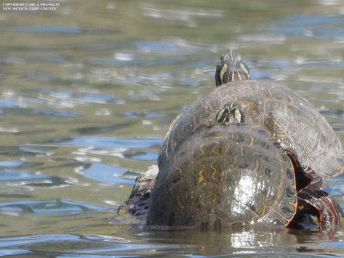 Rio Grande Cooter