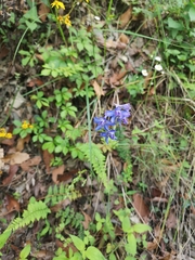 Delphinium madrense