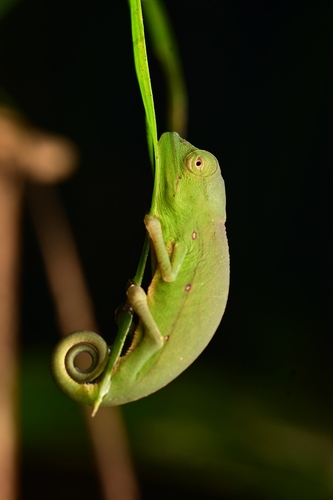 Marojejy Side-striped Chameleon
