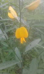 Crotalaria juncea