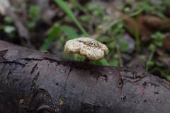 Fungi