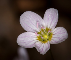 Claytonia caroliniana