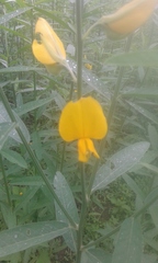 Crotalaria juncea
