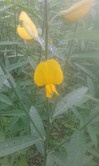 Crotalaria juncea