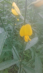 Crotalaria juncea