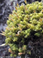 Ulota crispula