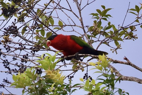 Lorius hypoinochrous observed 2026-03-24