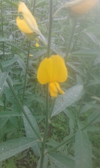Crotalaria juncea