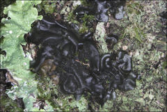 Collema subflaccidum