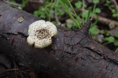 Fungi