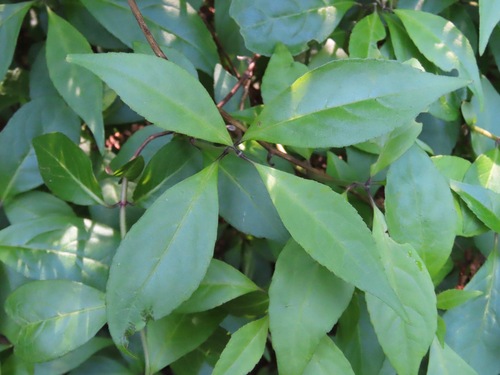Hydrangea scandens, photograph 1