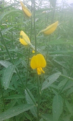 Crotalaria juncea