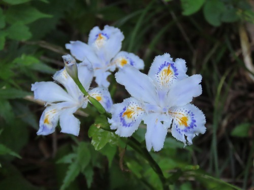 Iris japonica