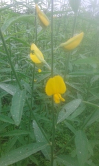 Crotalaria juncea
