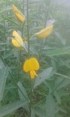 Crotalaria juncea