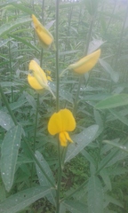 Crotalaria juncea