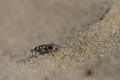 Cicindela hybrida