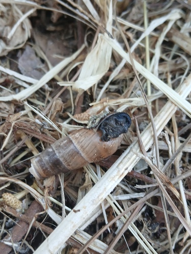 Rumina decollata