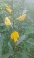 Crotalaria juncea