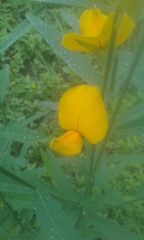 Crotalaria juncea