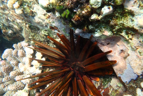Heterocentrotus trigonarius observed 2025-08-31