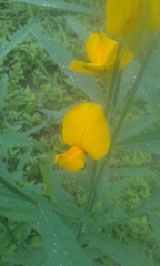 Crotalaria juncea