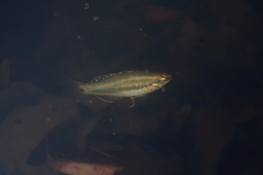 Hypseleotris cyprinoides
