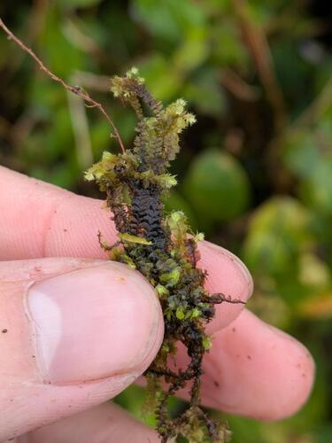 Leptoscyphus observed 2026-04-02