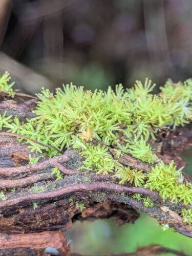 Syrrhopodon gaudichaudii observed 2026-04-02