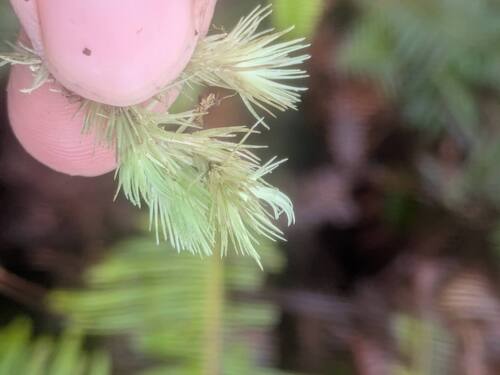 Leucobryum seemannii observed 2026-04-02