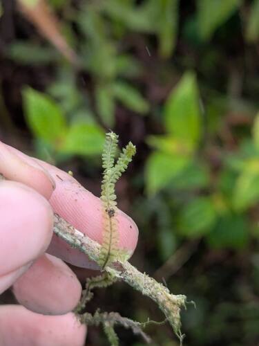 Chiloscyphus greenwelliae observed 2026-04-02