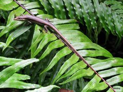 Trachylepis sechellensis