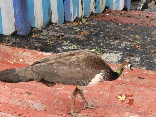 Indian Peafowl