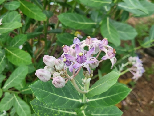 crown flower