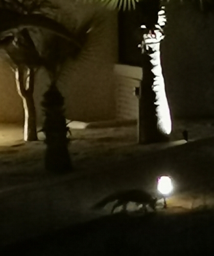 Zorra gris observed by edgarbecerril