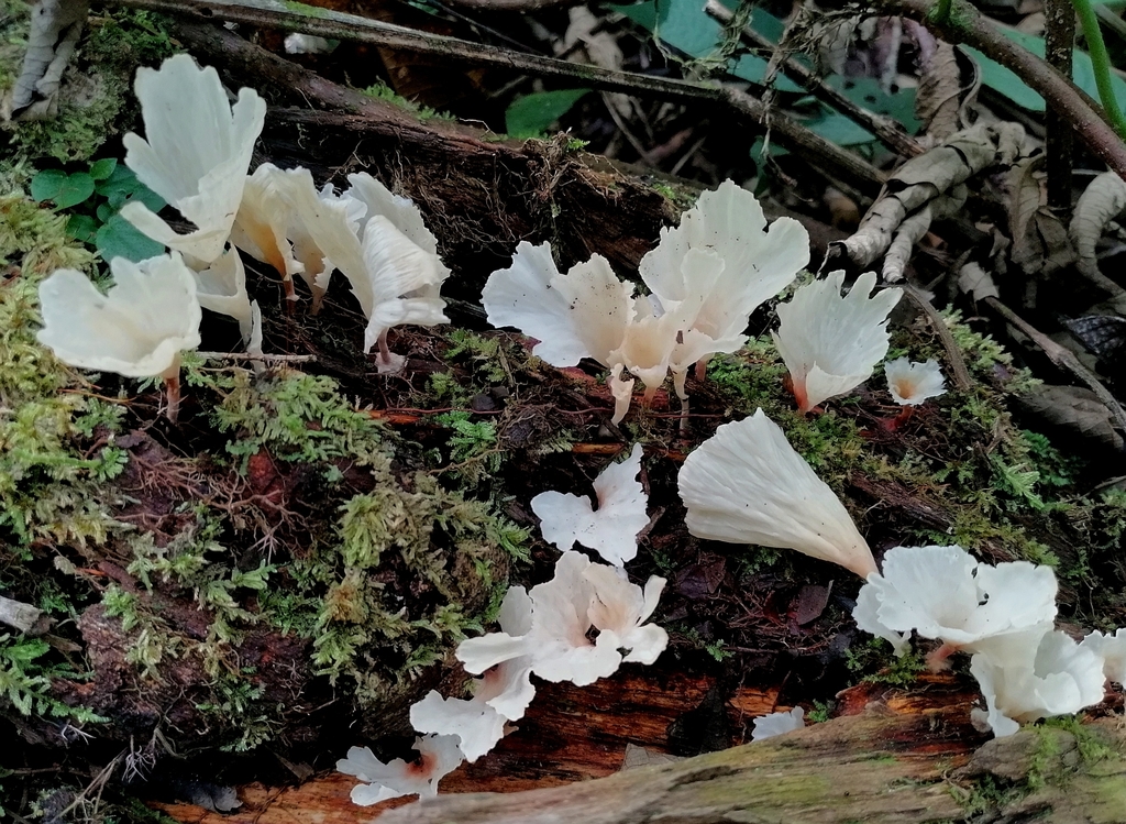 Neocotylidia diaphana · April 2020 · photo: © heimatlos (iNaturalist, cc0)