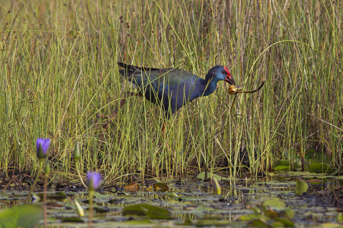 iNaturalist image