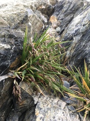 Poa novae-zelandiae