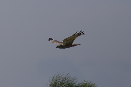 iNaturalist image