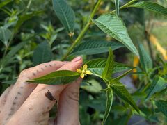 Ludwigia erecta, photograph (c) Kevin Faccenda, some rights reserved (CC BY)