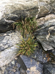 Poa novae-zelandiae