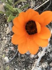 Dimorphotheca sinuata