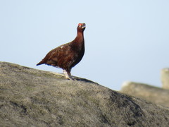 Lagopus lagopus scotica