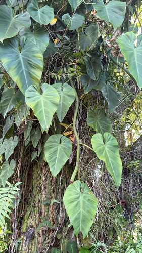 Philodendron hederaceum observed 2026-05-11