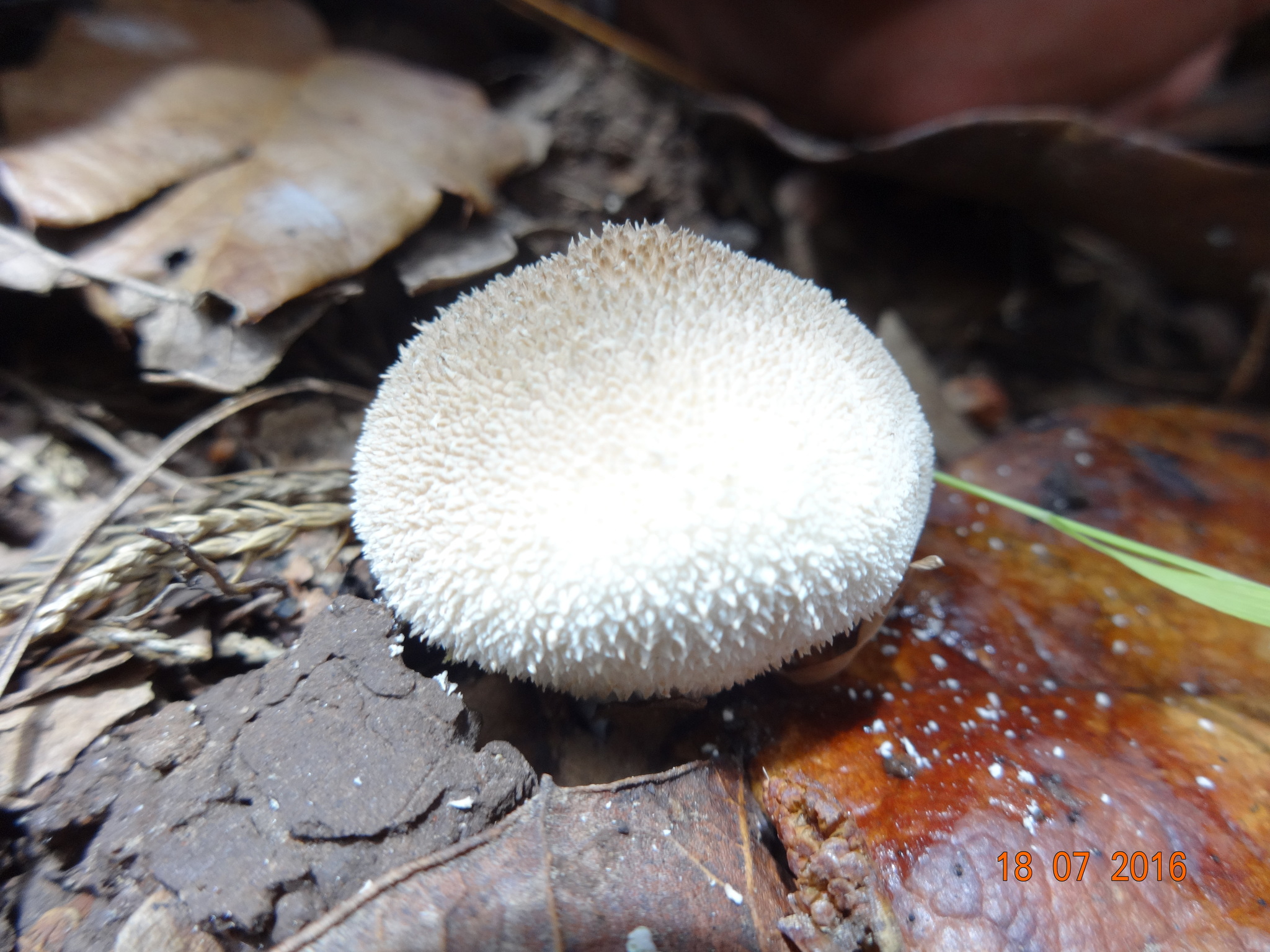 Lycoperdon pratense image